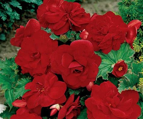 Perennials That Bloom All Summer Bloom All Summer Red Perennial