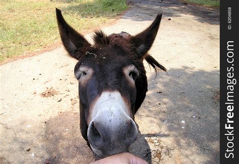 Donkey Kiss Free Stock Images And Photos 6204858