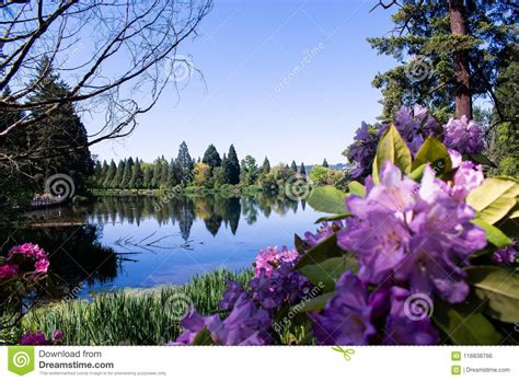 Beautiful Lake And Flowers Stock Photo Image Of Green 116838766