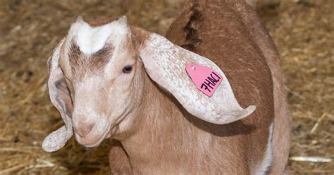 New Firm Sab Capra Aims To Develop Goats That Produce Human Antibodies
