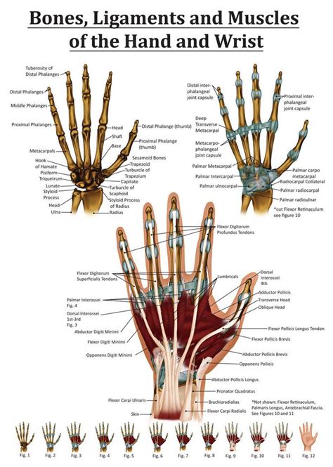A muscle's origin is where a tendon attaches it to the *less* movable bone. Anatomy of the Hand and Wrist from the right hand. Points ...