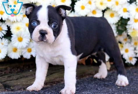 Contact michigan cairn terrier breeders near you using our free cairn terrier breeder search tool below! Blue Eyes | Boston Terrier Puppy For Sale | Keystone Puppies