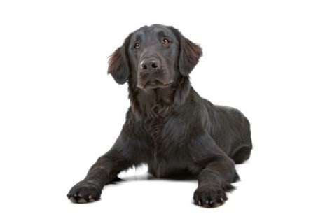 Kristoff is one of shasta's 9 healthy puppies. Flat-Coated Retrievers for Sale - Adopt Flat-Coated ...