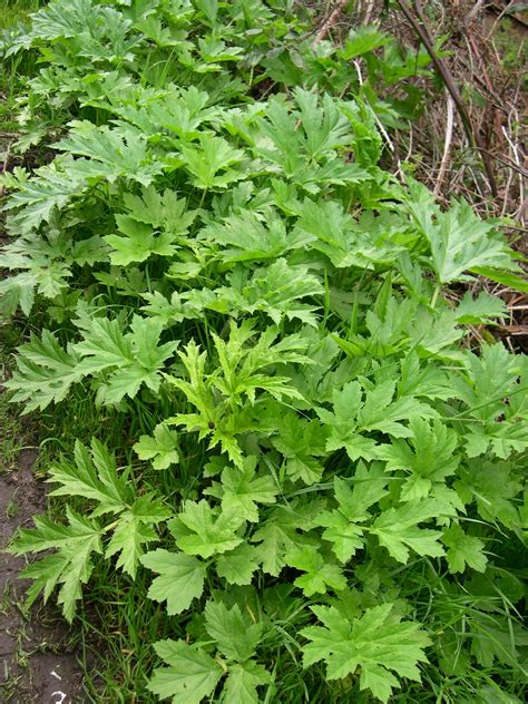 Giant Hogweed Identification And Control Heracleum Mantegazzianum