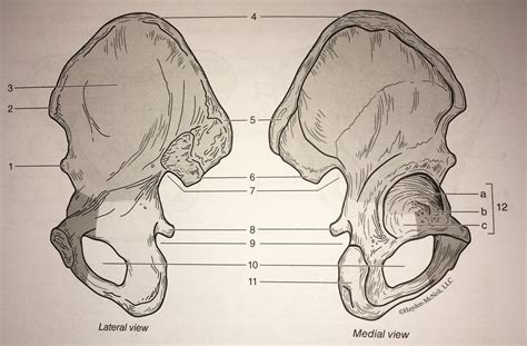 Pelvic Bones Lateral Views Diagram Quizlet