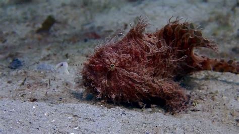 Striated Frogfish Fishing Youtube