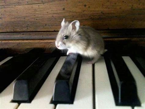 Hamster Playing Piano Hamster Playing Piano Cute