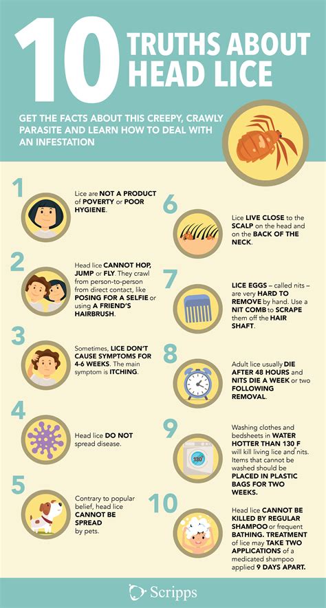 How To Prevent Head Lice What You Need To Know Artofit