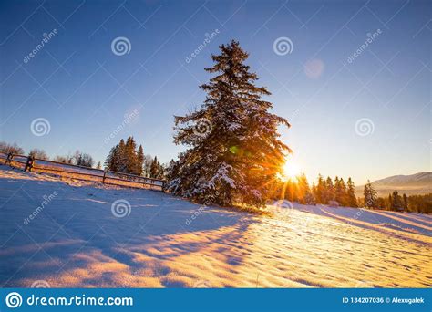 Sunny Sunrise Over Snowy Hills With Pine Tree Stock Photo Image Of