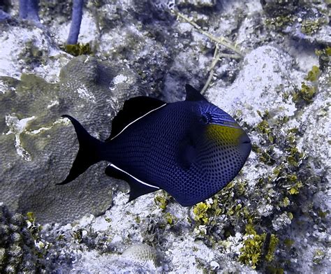 Black Durgon Triggerfish Photograph By Amy Mcdaniel Pixels