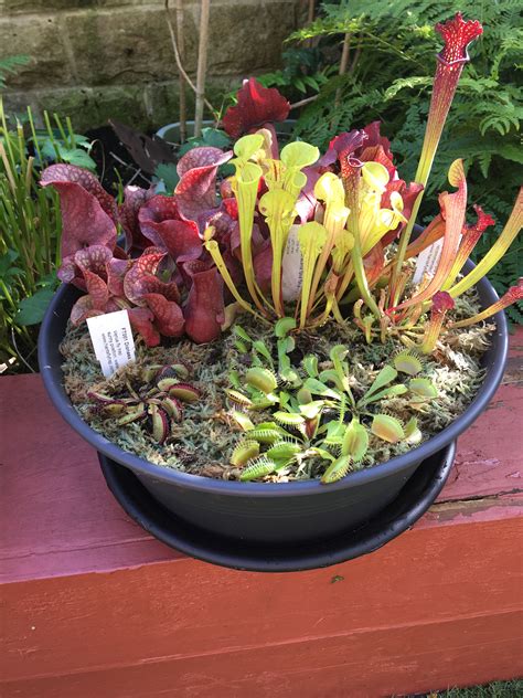 Check spelling or type a new query. Carnivorous plant bog garden | Bog garden, Plants ...