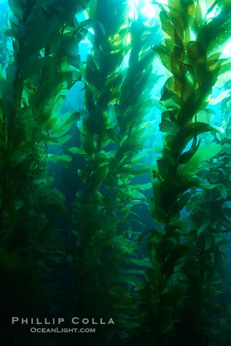 Giant Kelp Photo Stock Photograph Of A Giant Kelp