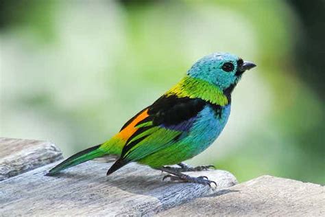 Heres How We Proved That Tropical Birds Are More Colourful And Why