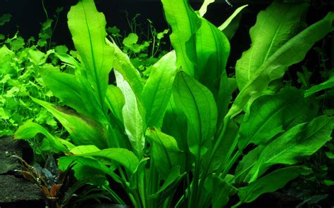 Aponogetifolia was not discerned from c. Wasserpflanzen und Aquaristikmarkt - Cryptocoryne usteriana