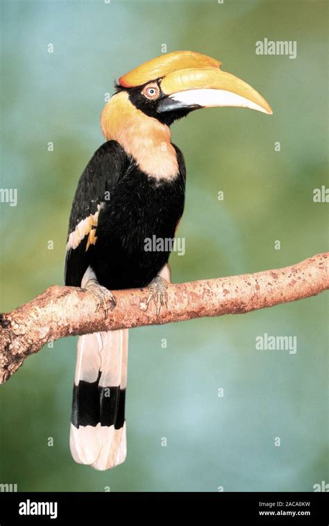 Great Pied Hornbill Hi Res Stock Photography And Images Alamy