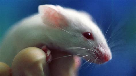 Scientists Experiment With Reworking Memory In Mice