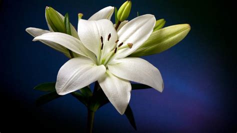 See more ideas about beautiful flowers, flowers, pretty flowers. Beautiful White Lily Flower Hd Wallpaper : Wallpapers13.com