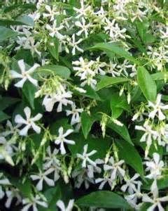 But by building your garden around the following plants that bambi finds barfy, you greatly reduce the chances of waking up to a barren yard containing little more. STAR JASMINE - DEER RESISTANT - VINE CAN BE PLANTED ALONG ...