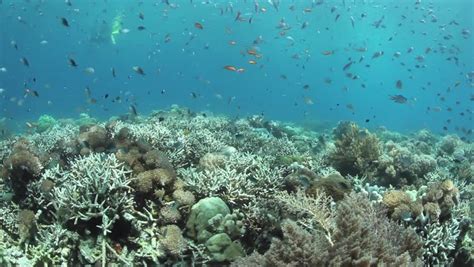 Reef Fish Sheltering In Robust Staghorn Coral In Komodo