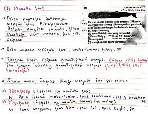 Check spelling or type a new query. Paus Sperma Dikelompokkan Pada Sub Ordo Yang Sama Dengan ...