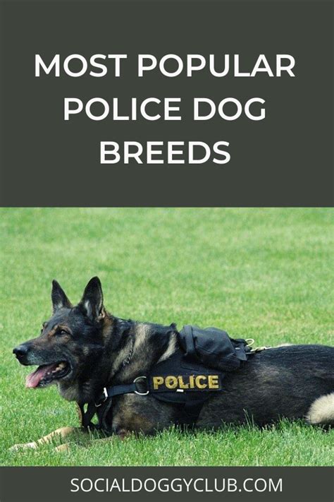 The 7 Most Popular Police Dog Breeds In Service Dog Breeds Police