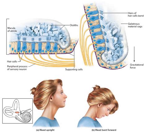 Vestibular System Anatomy Function And Vestibular System Disorders