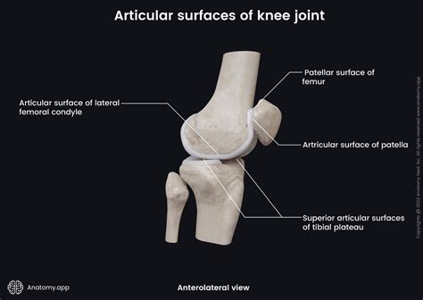 Knee Joint Encyclopedia Anatomyapp Learn Anatomy 3d Models