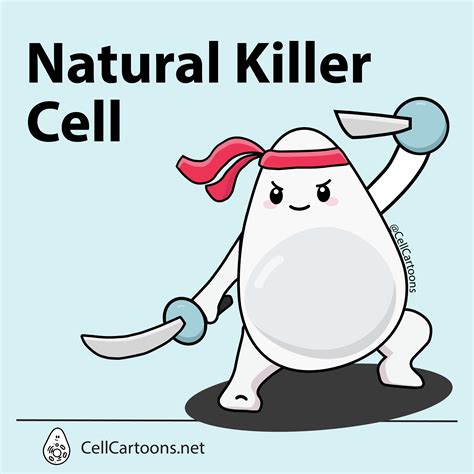 Natural Killer Cell Sticker Cell Cartoons