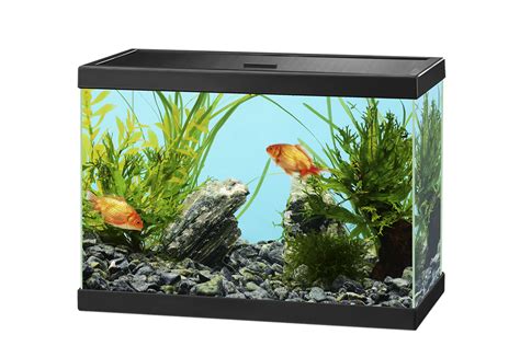 Glass Aquarium Fish Tank Png Hd Png Mart