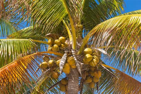 Coconut Cluster On Coconut Palm Tree Stock Image Image Of Fruit