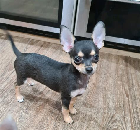 Beautiful Short Haired Pedigree Teacup Chihuahua Puppies Ready Now In