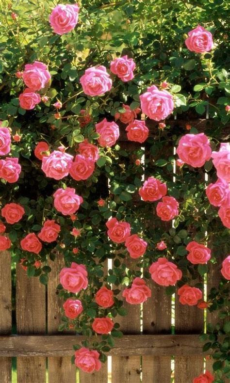 Rosa Bild Hd Images Of Roses For Wallpaper