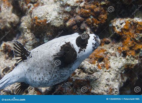 Masked Puffer In Red Sea Stock Photo Image Of Sharm 136400926