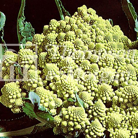 It has a very good root system and therefore, it. Broccoli Romanesco | Garden Store Online