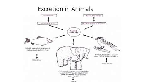 Excretion In Animals Significance Of Excretion Modes And Types Of
