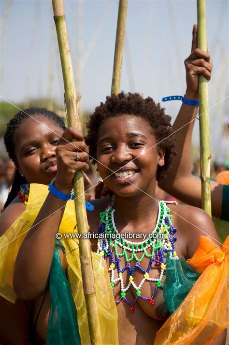 photos and pictures of zulu maidens deliver reed sticks to the king zulu reed dance at