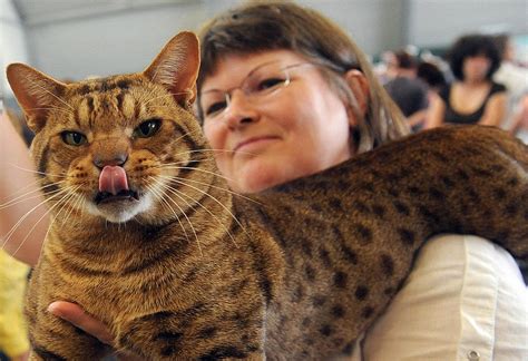 15 Cat Breeds That Act Just Like Dogs