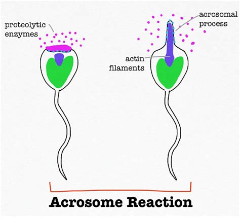 Acrosome Reaction Function And Definition Video And Lesson Transcript