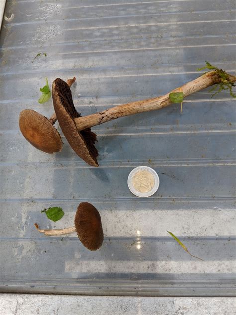 Check spelling or type a new query. Pilz im Garten - Was ist das ? - Rund um Pilze - Forum der ...