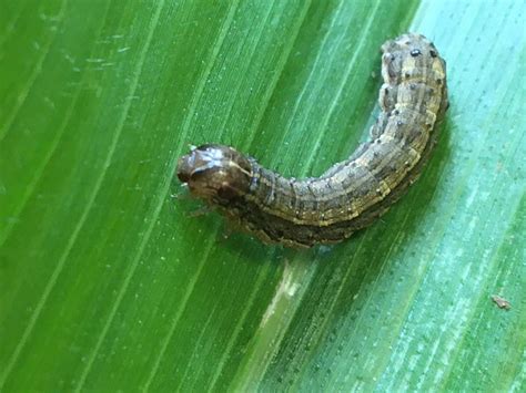 Fall Armyworm Is Coming And Farmers Need To Be Prepared