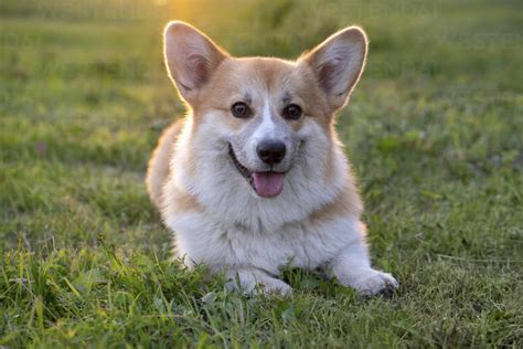 Portrait Of Pembroke Welsh Corgi Lying On A Meadow At Backlight Stock Photo