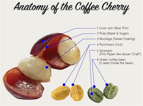 Bean Fruit Anatomy