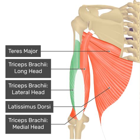 Triceps Brachii Muscle Heads Anatomy And Diagrams Getbodysmart