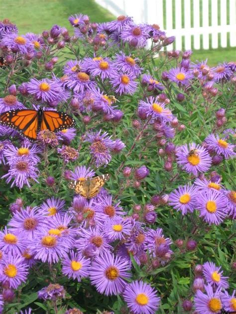 Elegant and abundant floral arrangements in dynamic palettes delivered to portland, maine and surrounding communities. Maine Flowers | Maine Gardens | Pinterest
