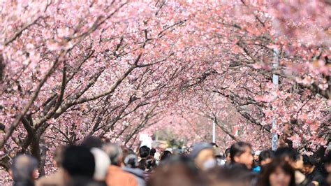 We Re Giving Away A Vip Experience At The Sydney Cherry Blossom