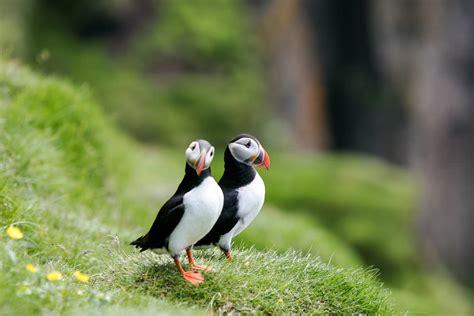 9 Things You Didnt Know About The Puffin In Iceland Whats On In