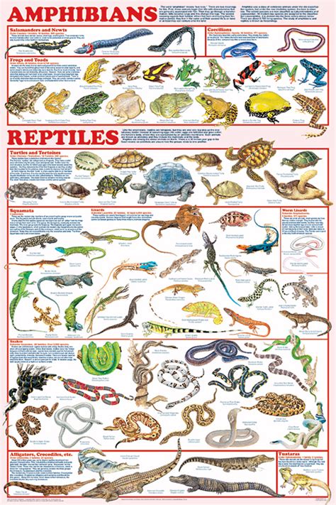 Amphibians And Reptiles Laminated Poster