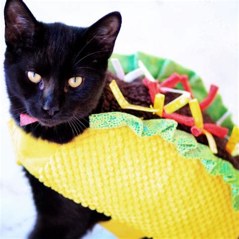 Download cool cat 1080p desktop wallpaper and 3d desktop backgrounds, screensavers, live background wallpapers for free listed above from the directory animals. Dingo dressed up in a taco costume | Worcester County ...