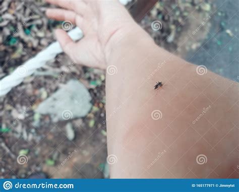 Aedes Mosquito Biting Human Stock Image Image Of Critter Human