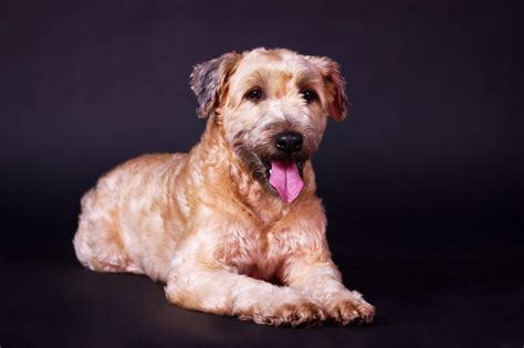 Learn More About the Wheaten Terrier - Dogable